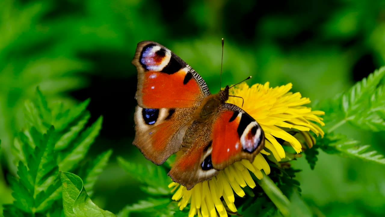 A colourful lepidopt