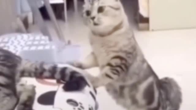 Cute cat, there must be something cute