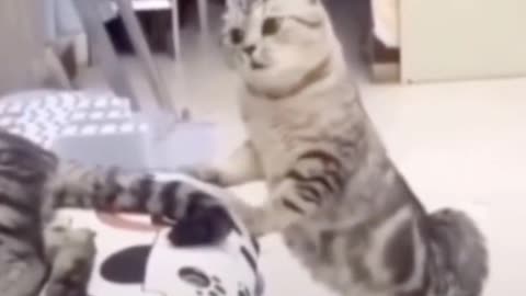 Cute cat, there must be something cute