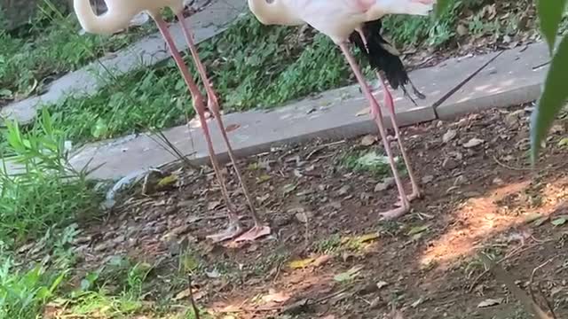 Long legged Flamingo