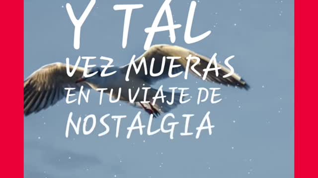 Tu vuelo lleva alas de anciedad..