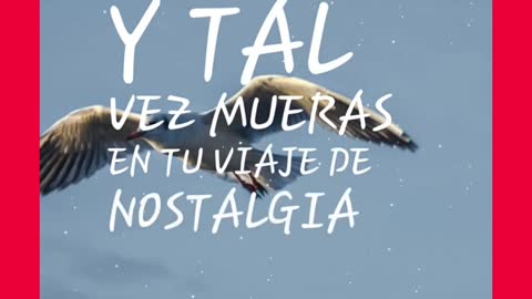 Tu vuelo lleva alas de anciedad..