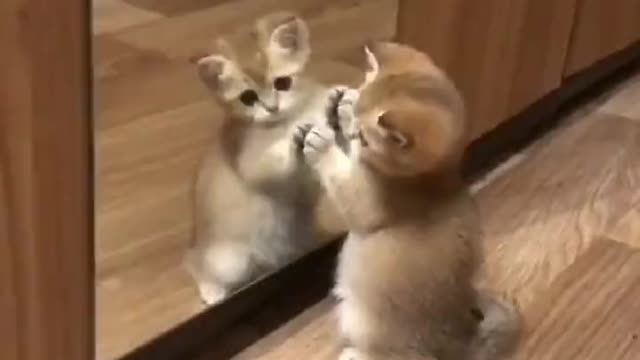 Cute funny cat can't recognise her own images