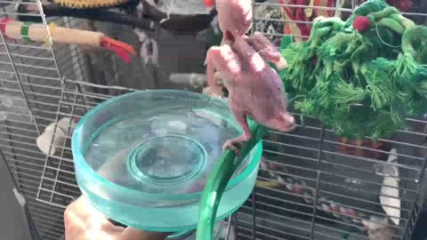 Featherless Birds Just Wanna Have Fun