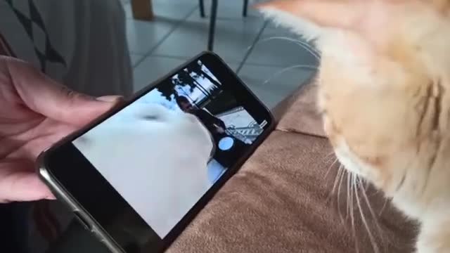 cat in dance action