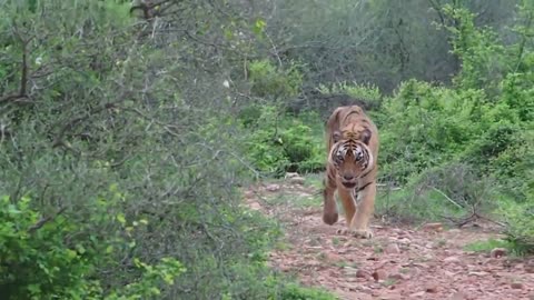 The moment when the big cat faced the crocodile was amazing