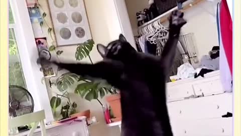 Funny cat moments 2022