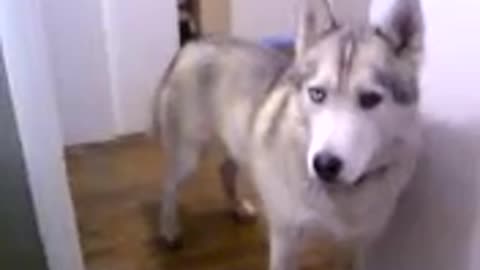 Husky Bath?
