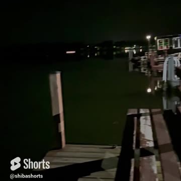 Puppies of the Caribbean