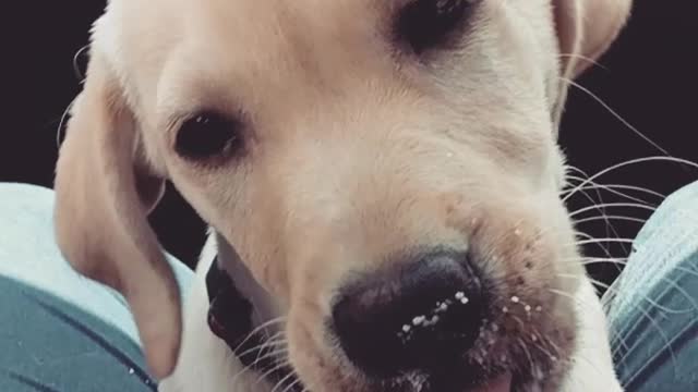 Labrador puppy licks chocolate popsicle in slowmo in car