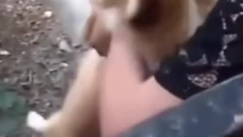 Funny animals