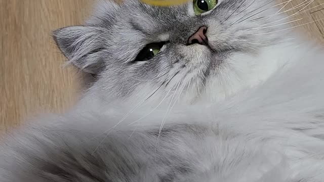 Persian Cat Playing With Toy ver.4