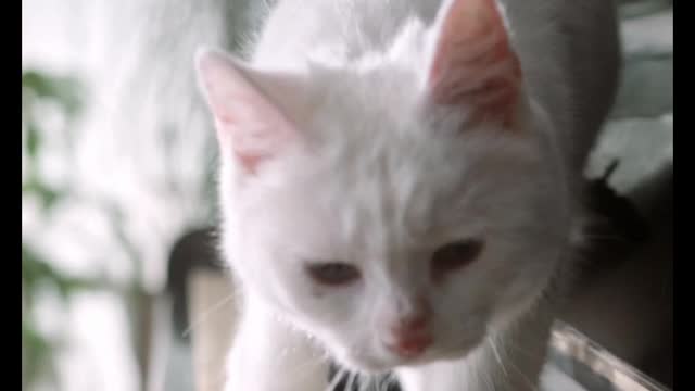 Funny cat video