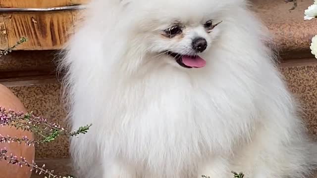 Happiness dog and playing