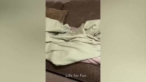Funniest Cat Videos Will Make You Laugh