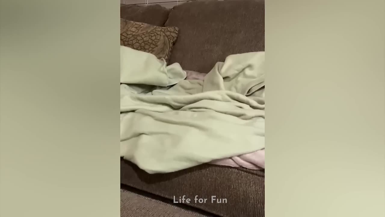 Funniest Cat Videos Will Make You Laugh