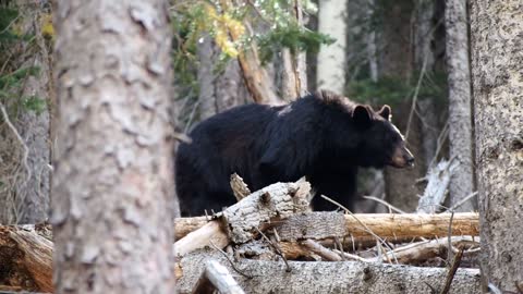 Bear In The Woods