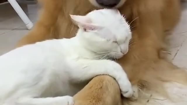 Olha o carinho dessa cachorro para com o gato,é realmente incrível!