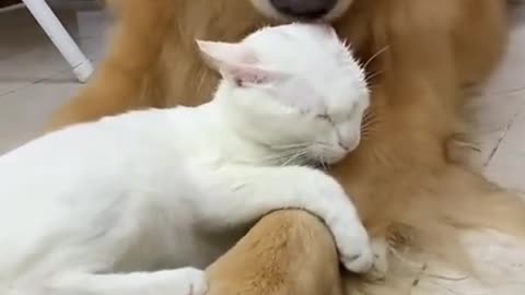 Olha o carinho dessa cachorro para com o gato,é realmente incrível!