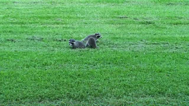 Baby Raccoons Compilation Ep 2