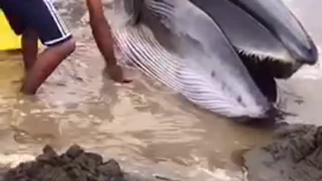 Whale ran aground on the beach