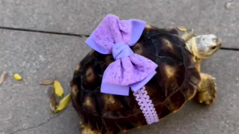 Cute Torotoiae In Lavender