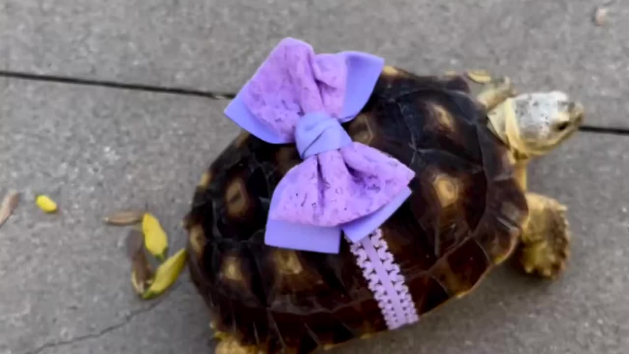 Cute Torotoiae In Lavender