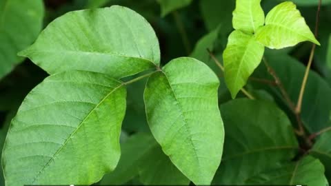 Poison Ivy Hagerstown Maryland Landscape The Best