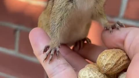 The cute chipmunk is eating peanuts😍🙈🙈