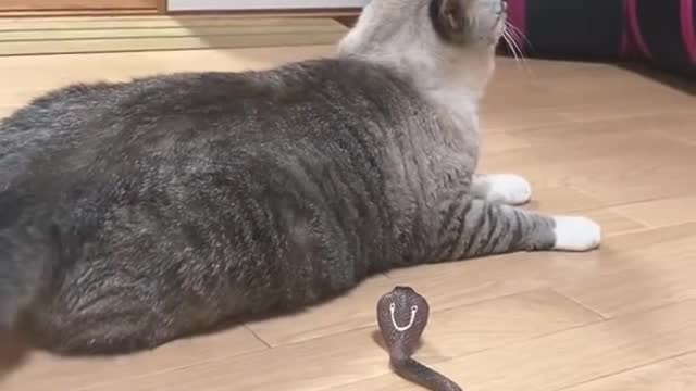 Cat Vs Snake Funny Moments