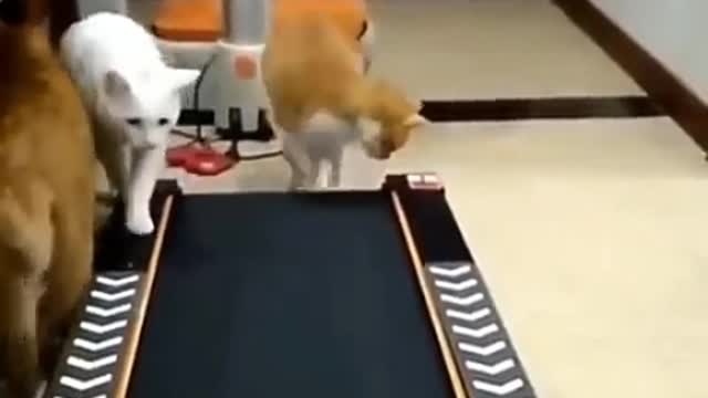 Cats in sports