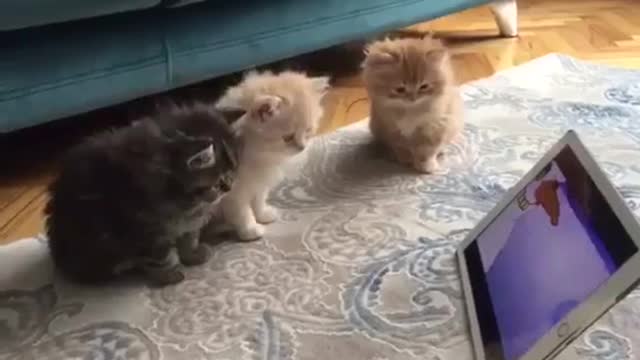 Adorable kittens watching smurfs