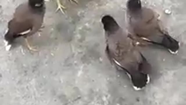 Birds meeting in sri lanka