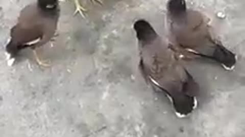 Birds meeting in sri lanka