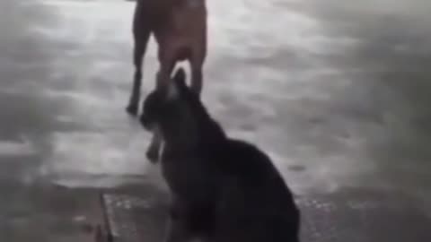 Top Funny Cute Dog Videos