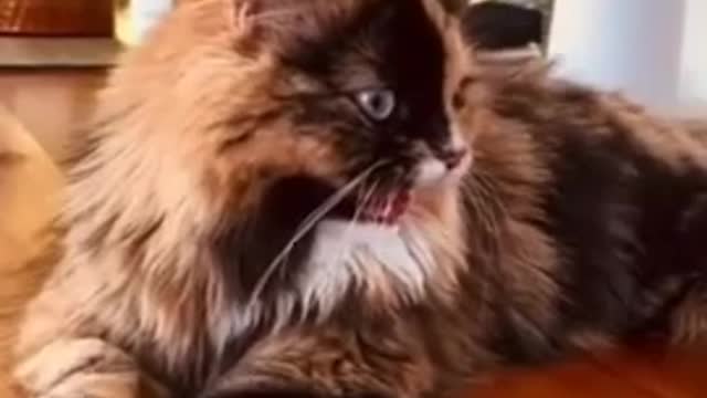 #short cute cat | double color ki billi | डबल कलर की क्यूट बिल्ली