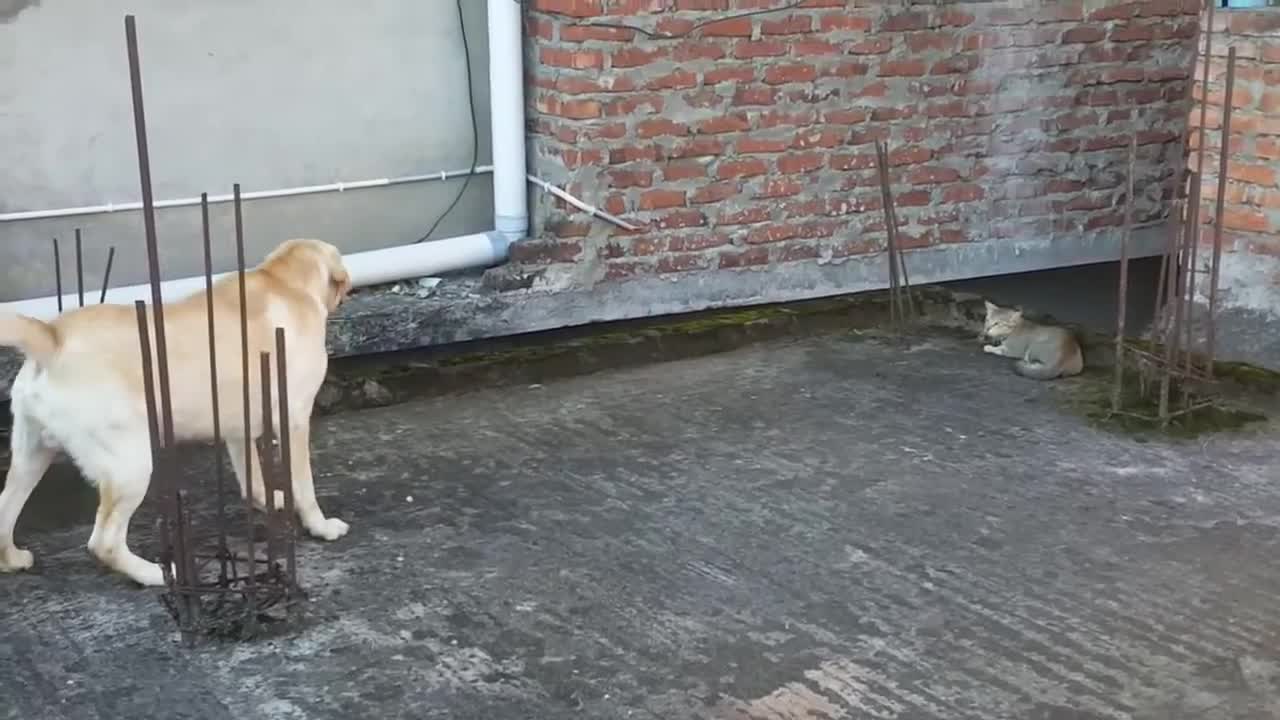 Funny dog and cat cute