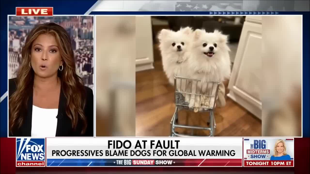 The Big Sunday Show: Are Dogs Responsible for Worsening Climate Change?