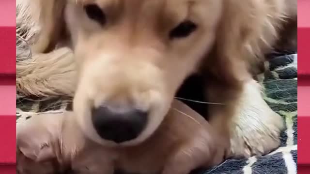 Pet taking care of its puppies