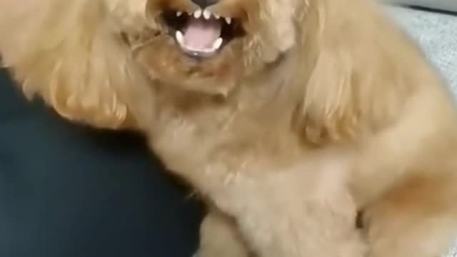 Dog Funny video||Dog videos