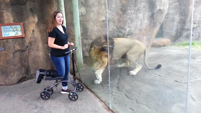 This Lion Really Really Wants Her Scooter