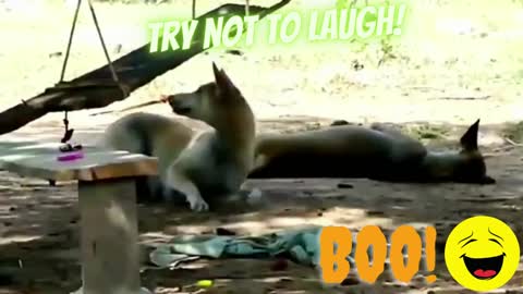 funniest dog videos ever!!!