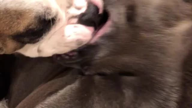 Puppies first kiss doesn’t go as planned...