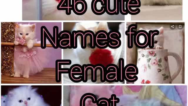 46 cute names for female cat