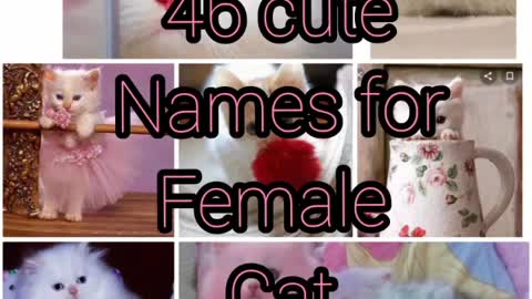 46 cute names for female cat