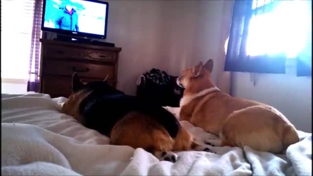 Corgi howls along with wolves on documentary (3)