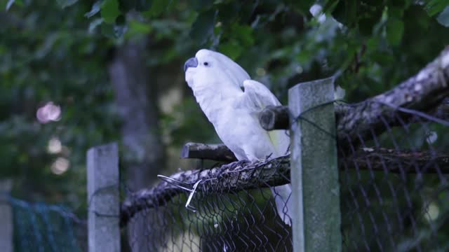 Dancing White Parrot.With beautiful music