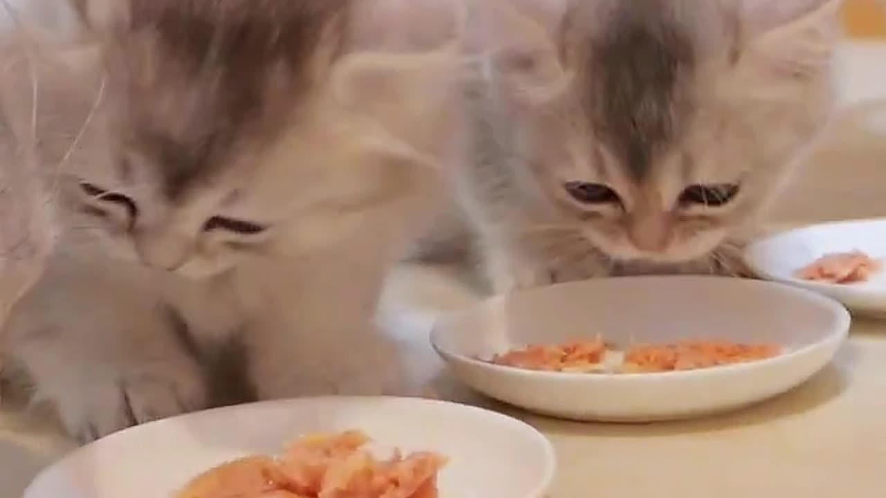 Cute little kittens looking for food #cat