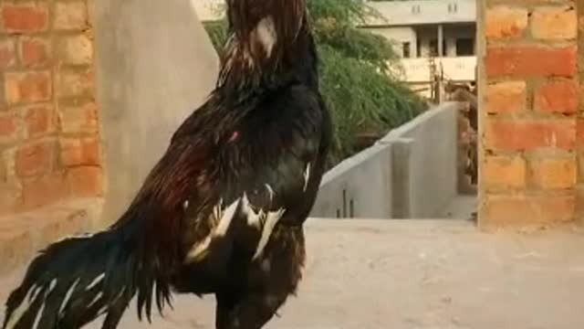 Rooster Sound Video By Kingdom of Awais