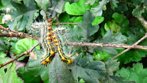 Yellow Necked Caterpillars